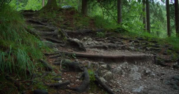 女人爬上森林里通向瀑布的小路 在奥地利 女远足者走过茂密的针叶林的后视镜 — 图库视频影像