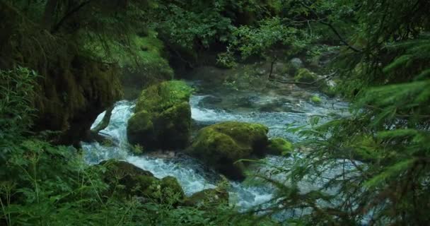 Ruisseau Montagne Avec Des Eaux Cristallines Coule Dans Forêt Conifères — Video