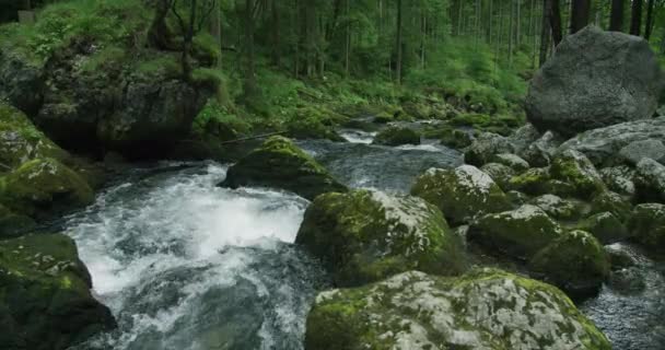 Kristal Berrak Suyu Olan Dağ Deresi Kozalaklı Ormanlarda Akar Avusturya — Stok video