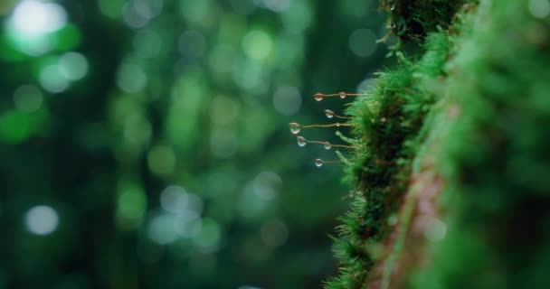 在黑暗恐怖的月桂树森林里的湿苔藓与水滴的特写 雨后多雾的天气 林地的背景模糊不清 滴落的巨石 — 图库视频影像