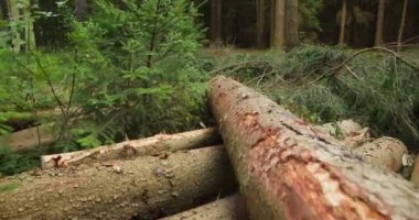 Yaz boyunca kozalaklı ormanda kesilmiş ağaç kütükleri yığını. Ormanı yok etme tehdidi..