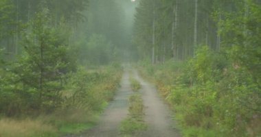 Sisin içinde saklanmış huzurlu bir orman yolu barışçıl bir ortam sağlıyor. Sessiz ve güçlü bir orman. Alacakaranlık okşayan çam ağaçları..