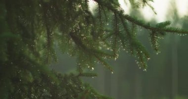 Ağaç Dikme Günü için umudu ve büyümeyi simgeleyen çam yapraklarının üzerindeki sabah çiyleri. Kopyalama alanı olan arkaplan..