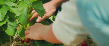 Bir kişi parlak güneş ışığında birden fazla çilek topluyor. Eller yapraklarla çevriliyken, böğürtlenleri nazikçe tutar...