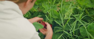 Bir insan yapraklar arasında bir çileği dikkatlice inceler. Odaklanmış bir bakışla, birey meyvenin dokusunu ve olgunluğunu inceler...