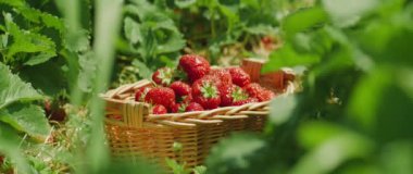 Gün ışığında çilek dolu dokuma sepeti. Parlak bir günde yeşilliklerin arasında kırmızı böğürtlenlerle dolu kırsal bir kutu...