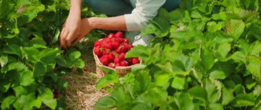 Eller yeşil bitkiler arasından çilekleri dikkatle seçer. Olgun meyveler toplamak, güneşli bir tarlada kırmızı tatlı meyveler toplamak...