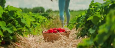 Güneşin öptüğü bir tarlada, bir kadın nazikçe dolgun çilekler toplar..
