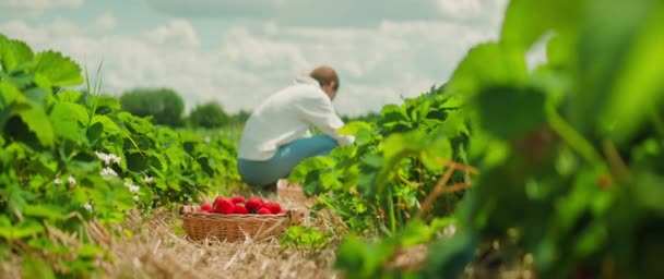 ある人は 畑で熟したイチゴを拾っている 太陽光のプランテーションの真ん中に 個体が曲げられ 緑豊かな植物から果物を集めます — ストック動画