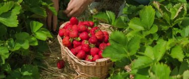 Güneşli bir günde çilekleri sepete koyar. Olgun böğürtlen toplama eylemi bir hasat anını vurguluyor..