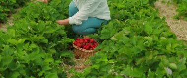 Tarlada içi dolu çilek toplayan biri. Yeşil bitkilerin ortasında bir kadın, berrak gökyüzünün altında böğürtlen toplamak için diz çöker...
