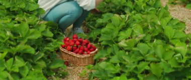 Bir insan tarladaki bir sepete çilek topluyor. Çilek bitkilerinin arasında diz çökerek olgun böğürtlenleri toplar...