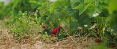 Çilekler samanla kaplı bir yerdeki yaprakların arasına yuva yapar. Bereketli bir hasat olduğunu ima eden olgun böğürtlenlerle dolu bir ortam...