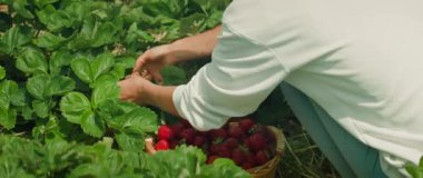 Diz çöküp güpegündüz olgun çilek toplayan biri. Taze koparılmış böğürtlenler dikkatlice yakınlardaki dokuma sepetine konur...