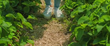 Çilekleri yeşil bir alanda sepete koyan kadın ve kadınlar...