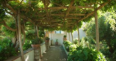Bahçede yemyeşil sarmaşıklarla kaplanmış gölgeli pergola. Huzurlu, güneşli bir ortamda yakalanmış, huzur içinde.