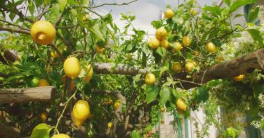 Parlak sarı limonlar, yemyeşil kokulu çiçekler arasında dallarda gelişir. Akdeniz yazının özü, hayat ve renklerle dolu...