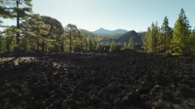 Yoğun yeşil çam ağaçlarının olduğu geniş volkanik arazi karanlık, engebeli kaya manzarasına zıt düşüyor. Tenerife Ulusal Parkı 'ndaki Kozalaklı Orman..