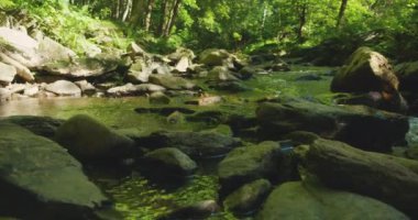 Yeşil ve yumuşak sularla çevrili canlı yosunlu kayalıklarla dolu orman deresi..