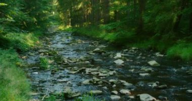 Sakin orman akıntısı etrafa saçılmış taşların üzerinden akar, yemyeşil yapraklarla çevrili güneş ışığı ve gölgelerin karışımıyla..