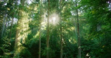 Uzun ağaçlar ve yeşillikler arasında sakin bir atmosfer yaratan yoğun güneş ışığıyla dolu bir orman. Güneş ışınları her daim yeşil olan ormanlık alanda parlıyor yere ve yapraklara ışık saçıyor...