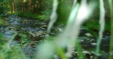 Önplanda bulanık yeşil çimenler, akan bir akarsu ve sık bir orman arka planında kayalar..