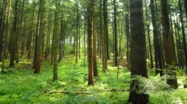 İnce gövdeli uzun ağaçlar sık ormanda yükselir. Güneşli yaz gününde yaprakların arasından süzülen güneş ışığı..