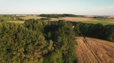 Kadın, arka planda sık ağaçlarla çevrili, berrak bir gökyüzünün altında engin altın buğday tarlalarıyla çevrili dar yeşil bir yolda yürüyor...