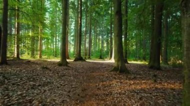 Sıcak sabah ışığında yoğun bir orman, uzun ağaçlar ve dağınık yapraklar, sakin bir ortamda zemini kaplıyor...