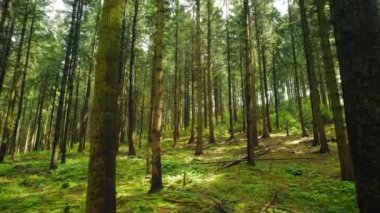 Parlak yeşil orman, uzun ağaçlarla aydınlık gölgeler bırakıyor, güneşli yaz günlerinde sakin ormanlarda hayat ve tazeliği yakalıyor..