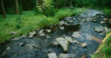 Kayalar ve yemyeşil sularla çevrili sakin bir orman nehri vahşi doğada sakin bir su manzarası yaratıyor..