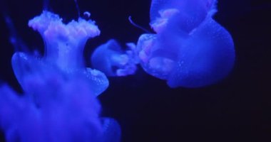 Koyu sakin sualtı ortamında parlayan mavi denizanasının canlı yakın çekimi.