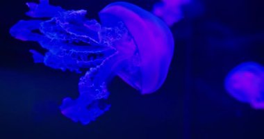 Dalgalı dokunaçları derin, parlak mavi denizanaları...