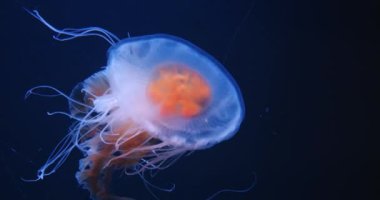 Turuncu ve şeffaf mavi renkleri olan parlak parlak denizanaları suda zarifçe süzülüyorlar. Phacellophora yumurta denizanası veya yumurta sarısı denizanası...