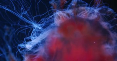 Zarif beyaz dokunaçları olan parlak kırmızı ve turuncu bir denizanasının yakın çekimi...