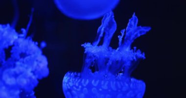 Canlı renkleri ve koyu su arka planında akan dokunaçları olan biyolüminesans denizanası..