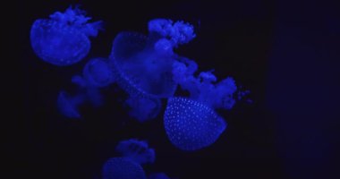 Benekli mavi denizanası kümesi açık deniz ortamında canlı bir şekilde parlıyor...