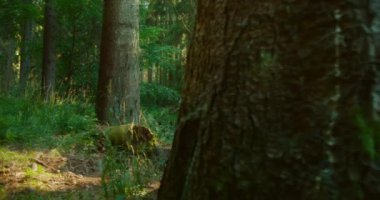 Atletik giyinmiş bir kadın, ağaçların arasından süzülen yumuşak güneş ışığıyla aydınlatılmış ve yeşilliklerle çevrili bir orman deresinin yanındaki ağaç kütüğünde meditasyon pozunda oturur...