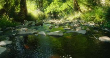 Güneşli yaz günlerinde yosunlu kayaların ve canlı orman yeşilliğinin üzerinde parlayan güneş ışığıyla berrak, sakin bir dere..