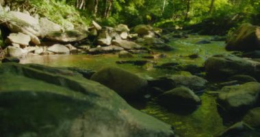 Küçük kayalık akarsu yaprakların arasından süzülen güneş ışığıyla canlı yeşil ormanın içinden akıyor..