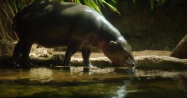 Pigme su aygırı, sakin bir orman ortamında tropik bitkilerin gölgesinin altında sığ bir dere kenarında su içiyor..