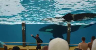 Tenerife, İspanya - 9 Mayıs 2023: Bir balina ve eğitmenler etkileşimli bir oturum sırasında deniz memelileri ve insanlar arasındaki bağlantıyı göstermektedir..