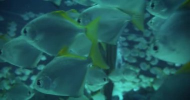 Mavi akvaryumda yüzen gümüş balıklar yumuşak ışıklandırma ve bulanık arkaplan.