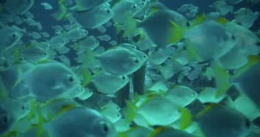 Koyu mavi bir akvaryumda senkronize yüzen gümüş balık sürüsü.