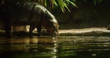 Pigme su aygırı tropik bir yaşam alanındaki sığ bir havuzdan su içiyor..