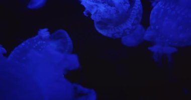 Mavi benekli parlayan denizanası karanlık sularda huzur içinde yüzüyor..