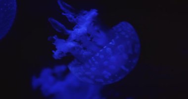 Karmaşık detaylar içeren bir denizanasının yakın çekimi ve karanlık su arka planında mavi parıltı.