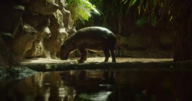 Hippopotamus orman habitatında canlı yeşillikle yansıtıcı bir su kütlesinin yanında ot yer..