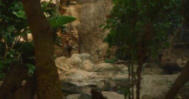 Ormandaki bir ağacın arkasından gözetleyen Jaguar doğal gizlilik ve merakını gösteriyor..