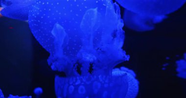 Karmaşık dokuları olan canlı bir mavi denizanası karanlık bir arkaplanda sakince süzülür.